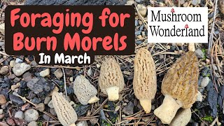 March Burn Morels [upl. by Gruchot]