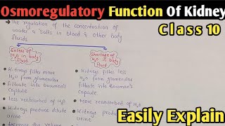 Osmoregulatory Function Of Kidney  Class 10 Biology [upl. by Robma]