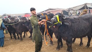 Pure Nili Ravi Jhotian Kattian Dairy Heifers Farming  Cow Mandi Lahore Shahpur Kanjran Mandi [upl. by Jenkel282]