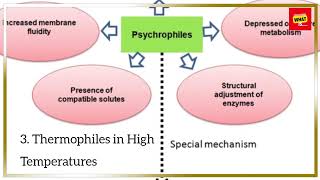 What Are Extremophiles and How Do They Thrive in Harsh Environments [upl. by Egroj915]