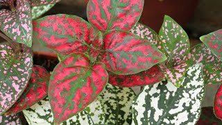 Polka Dot plant [upl. by Einama26]