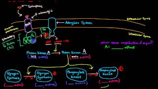 Epinephrine Signaling Cascade  GPCR GProtein Coupled Receptor [upl. by Fisken]