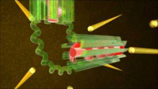 Jonathan Wellss Centriole Hypothesis [upl. by Eniahpets]