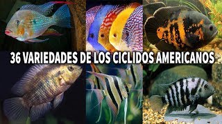 LAS 36 VARIEDADES DE LOS CÍCLIDOS AMERICANOS  AcuariosLP [upl. by Atsev919]