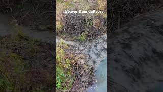 Beaver Dam Collapse from different anglesshorts beaverdam drain flood [upl. by Erreipnaej]