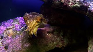 Cuttlefish eating a shrimp [upl. by Issak663]