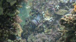 Umbau des Feuerfischbeckens im TropenAquarium Hagenbeck [upl. by Fleur902]