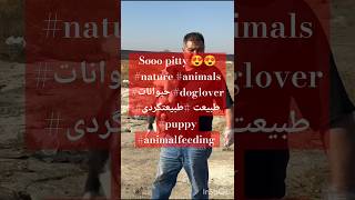 Sooo pitty 😍😍 nature animals حیوانات doglover طبیعت طبیعتگردی puppy animalfeeding [upl. by Blount]