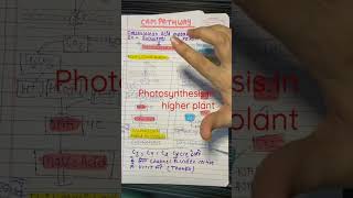 photosynthesis in higher plant  CAM pathway  PGT biology  HTET  DSSSB NVSKVS 📚📝🎯 [upl. by Ilse]