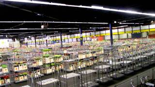 aalsmeer flower auction [upl. by Esetal]