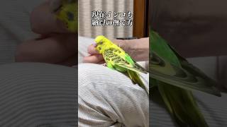 人に慣れすぎたインコは撫でられ方にもこだわりがある セキセイインコ 可愛い かわいい kawaii 癒し budgies ペット [upl. by Helenka714]