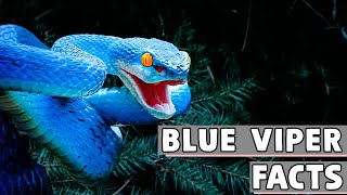 13 Blue Viper Facts You Didnt Know  Blue Viper As Pet [upl. by Bollay926]