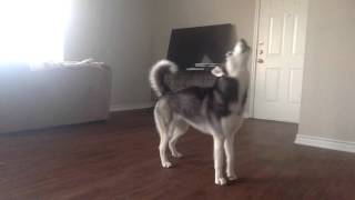 My Husky Sequoia Howling while Home Alone [upl. by Oliy]