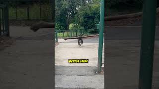 Excited Dog Runs Into Gate😱 [upl. by Lenora]