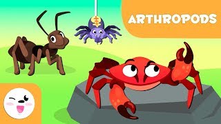 Arthropods for kids  Invertebrate animals  Natural Science For Kids [upl. by Orofselet53]