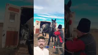 PromovariCaiRomania cai horse stallion calalexandradelahidalgoshortsshortsvideo 112 [upl. by Shipley]