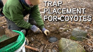 Coyote Trapping For Beginners  Where To Set Your Traps [upl. by Needan]