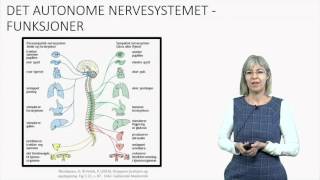 Det autonome nervesystemet Fysiologi [upl. by Imelida]