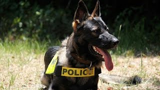 Dog saves police officer after men ambush him Cop on leave after abuse of K9  Compilation [upl. by Acinorrev]