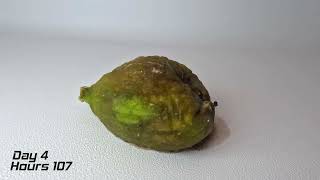 Decomposing Fig  Time lapse [upl. by Aitsirt]