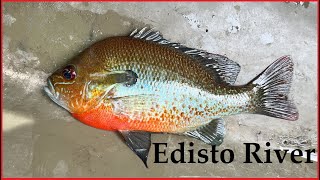 Edisto River Redbreast [upl. by Blake]