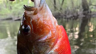 Fishing the banks of the Edisto River [upl. by Kendrick]