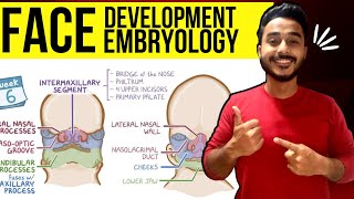 face development embryology  development of face embryology [upl. by Kirven406]