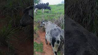 fazenda pecuariadeleite leiteira leite agro leiteiras vidanaroça pecuariaapastodoseculo21 [upl. by Sherri]