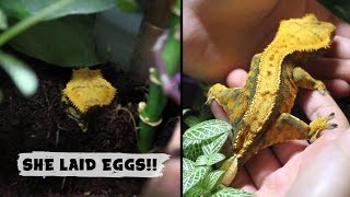 CRESTED GECKO LAYS EGGS [upl. by Nysa262]