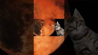 CATS ON MARS 3 [upl. by Odilo810]