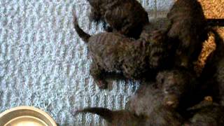 American Water Spaniel Puppies [upl. by Ahab]