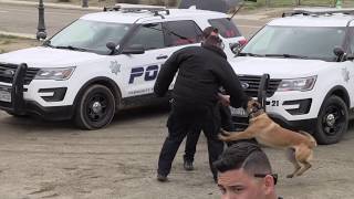 Avenal PD K 9 Gunnar in Action [upl. by Leamse]