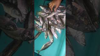 ഫ്രീ ആയിട്ട് 5KG ആയില്ല മീൻ കിട്ടി ഗുയ്സ്  5 kg free fish received from fisherman  fisherman [upl. by Enelez]