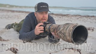 How I photograph shorebirds  BIRD PHOTOGRAPHY with nikon Z9 auto capture [upl. by Randal]