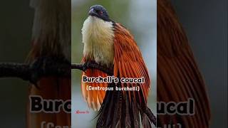 Burchells coucalrain bird callrainbirdsmamatv [upl. by Airuam271]