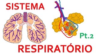 Sistema Respiratório  anatomia e fisiologia  parte 2 [upl. by Fougere]