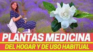 Plantas medicinales y usos Azalea Bambú Crisantemo Geranio menta Cactus oréganoazaharhelecho [upl. by Ree]