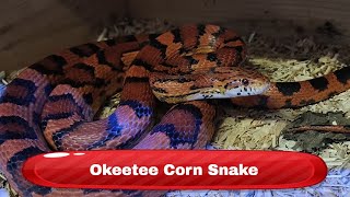 Okeetee Corn Snake Pantherophis guttatus [upl. by Isaacson]