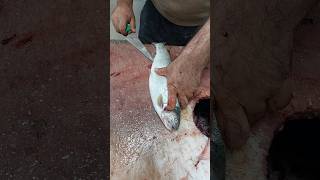 Interesting video of salmon filleting [upl. by Fatma705]