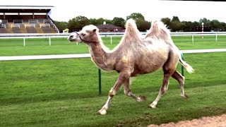 Camel Racing In Slow Motion Feat Epic Fall  Slow Mo  BBC Earth [upl. by Aphra375]