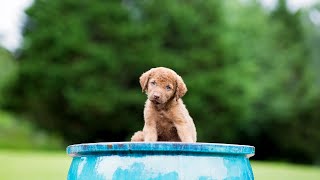 Exploring the Day in the Life of a Chesapeake Bay Retriever [upl. by Nellda]