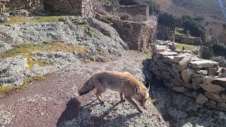 ENCUENTRO un VECINO muy ESPECIAL en este PUEBLO ABANDONADO La Rioja [upl. by Orel]