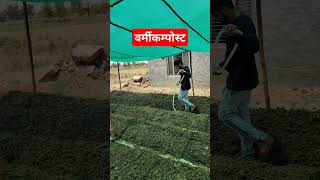 वर्मीकम्पोस्ट vermicompost business organicfarming 2024 [upl. by Eseila]