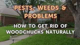 How to Get Rid of Woodchucks Naturally [upl. by Tergram]