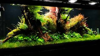 180cm Aquaflora showtank 600L  Interzoo 2018 [upl. by Curkell]