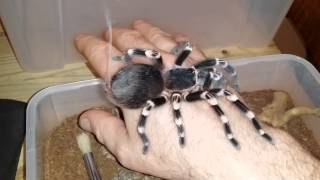 Acanthoscurria Geniculata Handling Brazilian White Knee [upl. by Murrell]