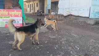 Desi Dogs Vs German Shepherd Fight  Dog Fight Close Encounter 4 [upl. by Ybrek]