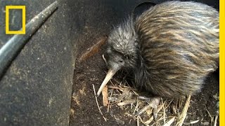 Bizarre Furry Kiwi Bird Gets a Closer Look  National Geographic [upl. by Erund]