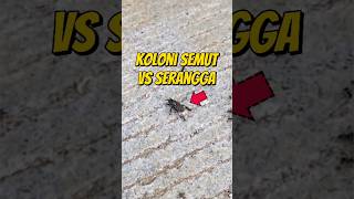 KOLONI SEMUT VS SERANGGA 🐜 eksperimen kolonisemut semuthitam semutrangrang [upl. by Ahsenak]