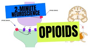 2Minute Neuroscience Opioids [upl. by Lehcim]